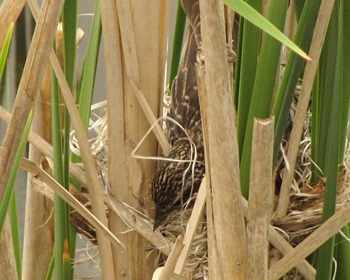 Red-winged blackbird nest-building 3