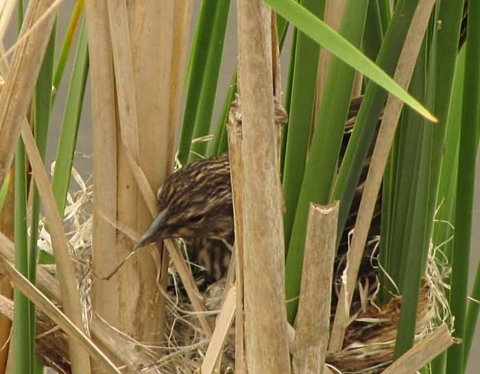 Red-winged blackbird nest-building 2