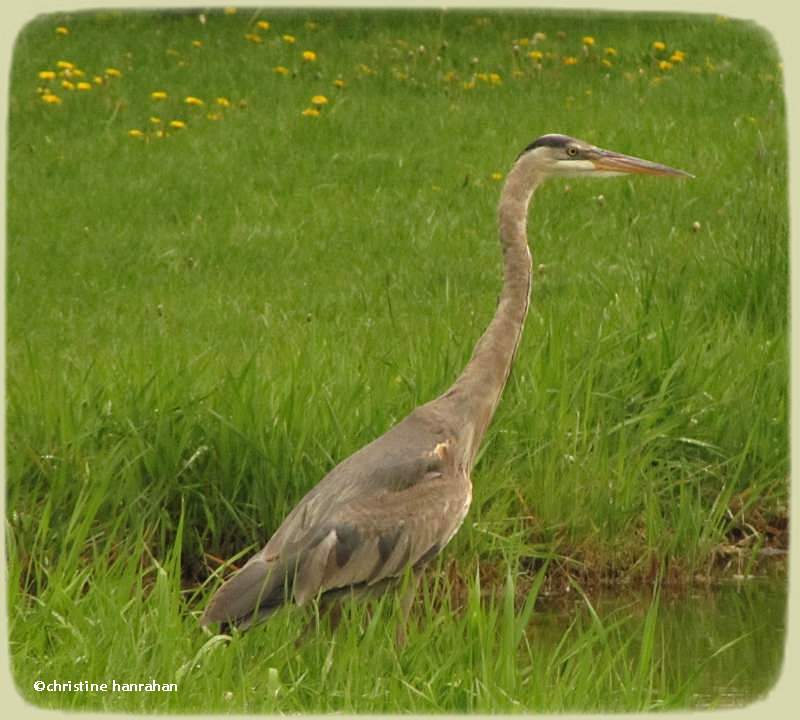 Great blue heron