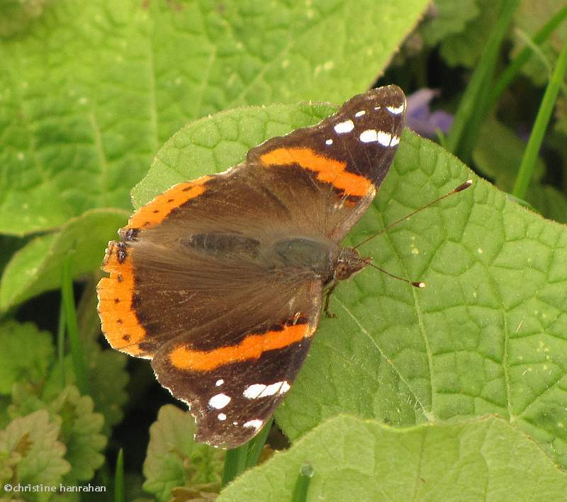 Red admiral (Vanessa atalanta) on burdock leaf