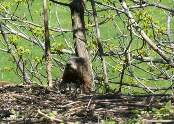 Groundhog