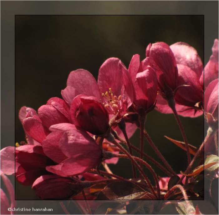 Crabapple (Malus)