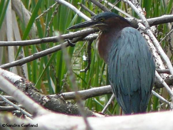 Green heron