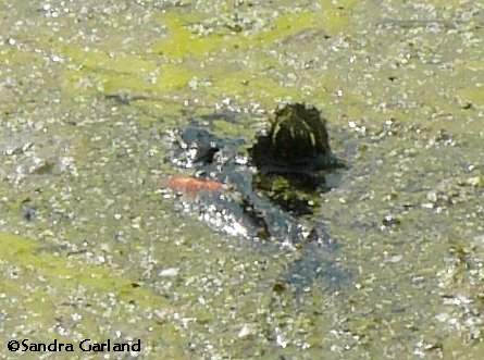Painted turtle with red-winged blackbird