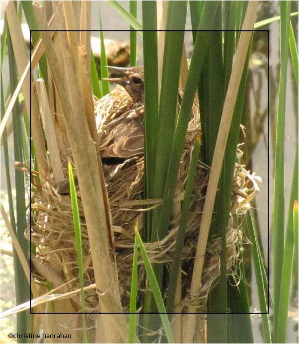 Red-winged blackbird nest