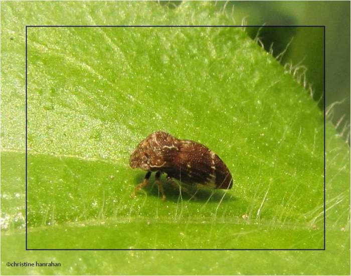 Treehopper (Publilia)