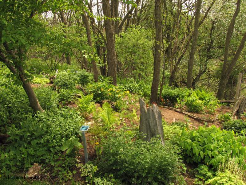 Woodland walk
