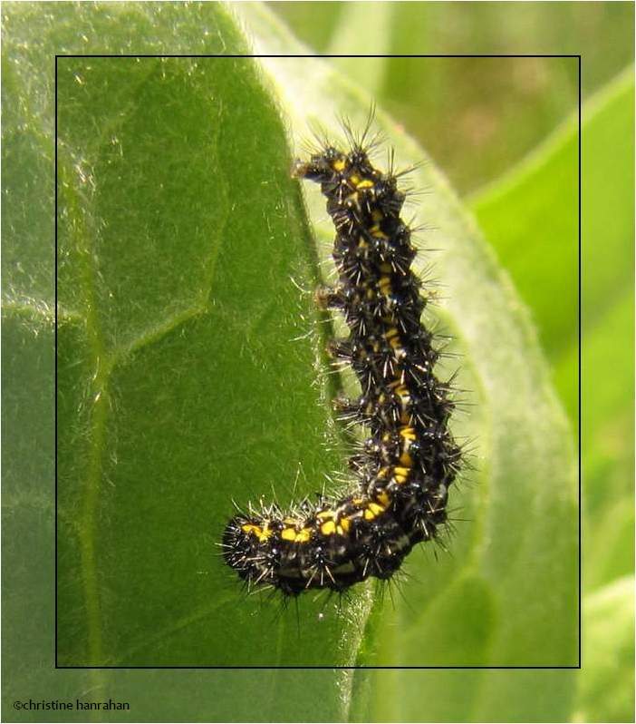 Confused haploa caterpillar (Haploa confusa)