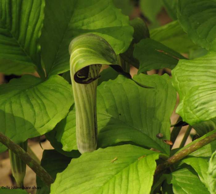 Jack-in-the-pulpit (Arisaema triphyllum)