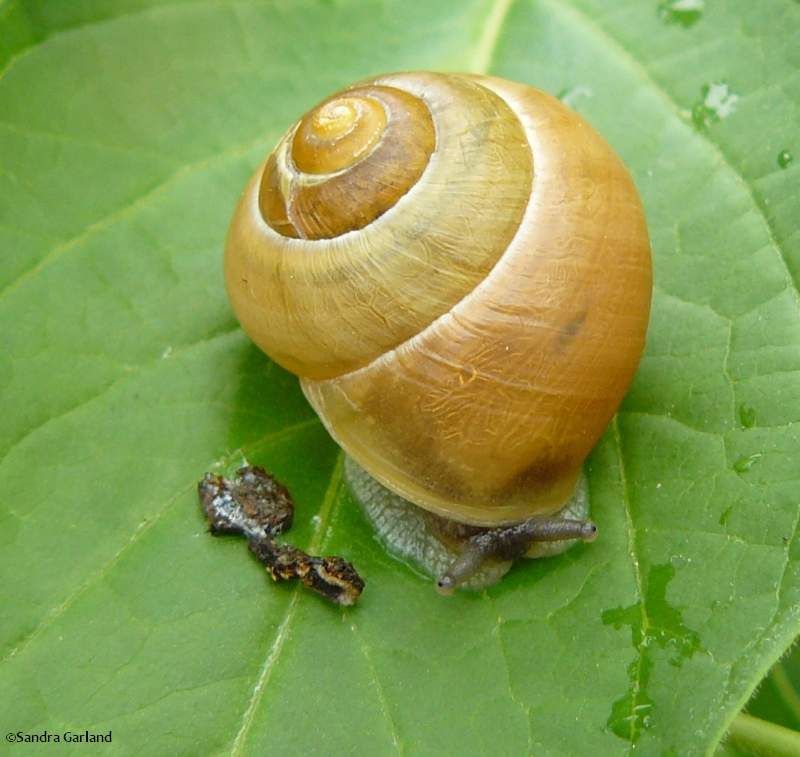 White-lipped garden snail (<em>Cepaea hortensis</em>)