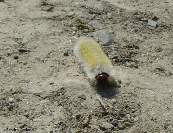 Virginia ctenucha caterpillar