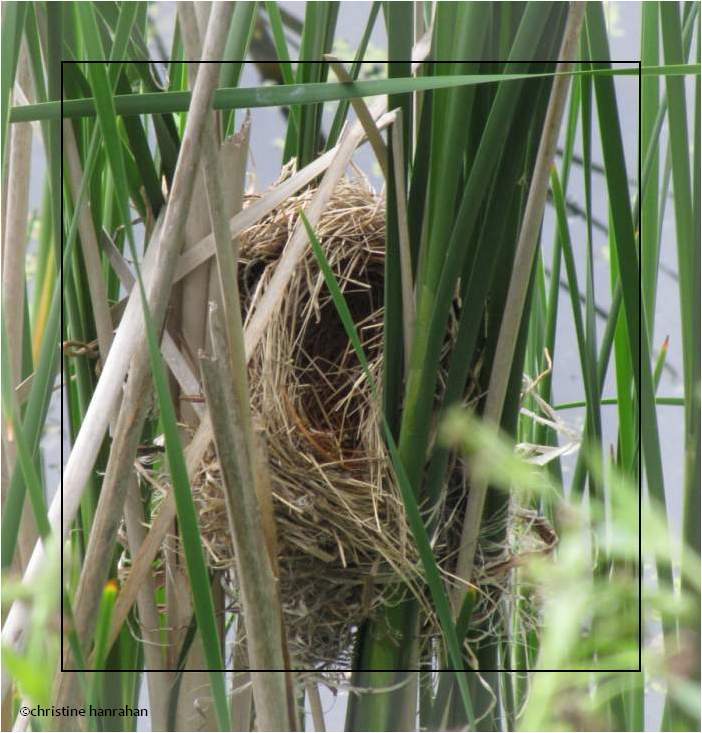 Red-winged blackbird nest - sad news