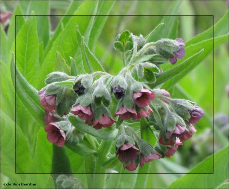 Hound's tongue (Cynoglossum officinale)
