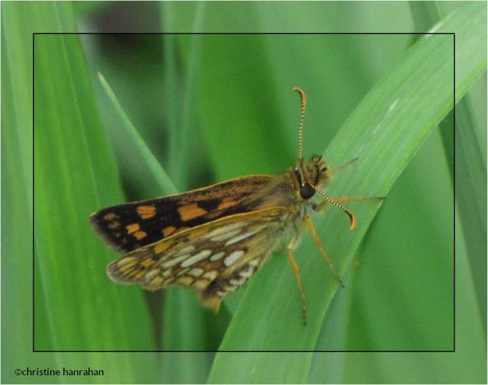 Arctic skipper (Carterocephalus palaemon)