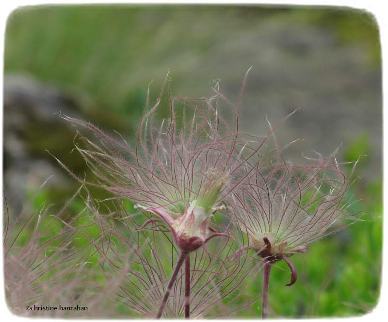 Prairie smoke (Geum triflorum)