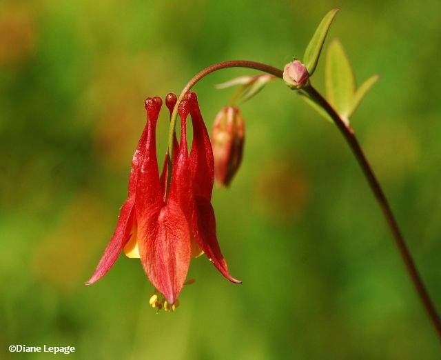 Wild columbine (Aquilegia canadensis)