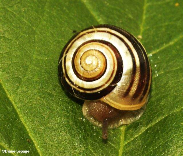 Grove snail (Cepaea nemoralis)