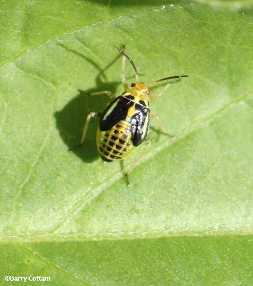 Four-lined plant bug nymph (Poecilocapsus lineatus)