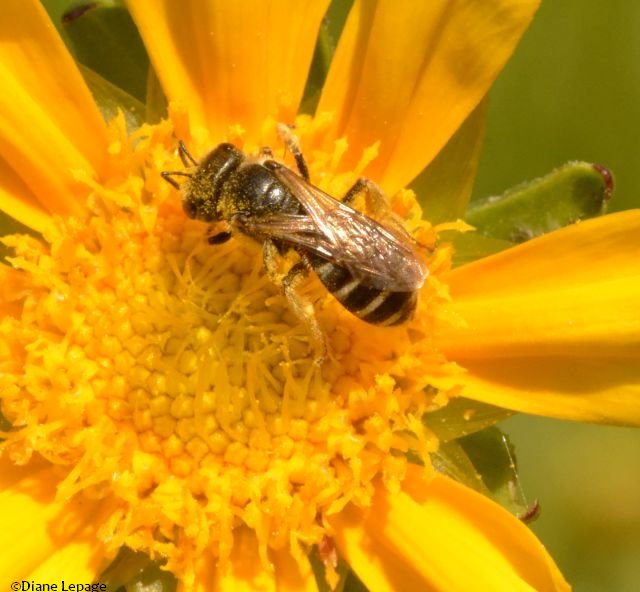 Sweat Bee (Halictus ligatus)