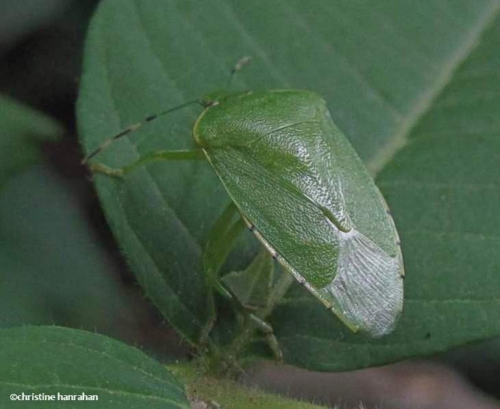 Green stink bug (Acrosternum)