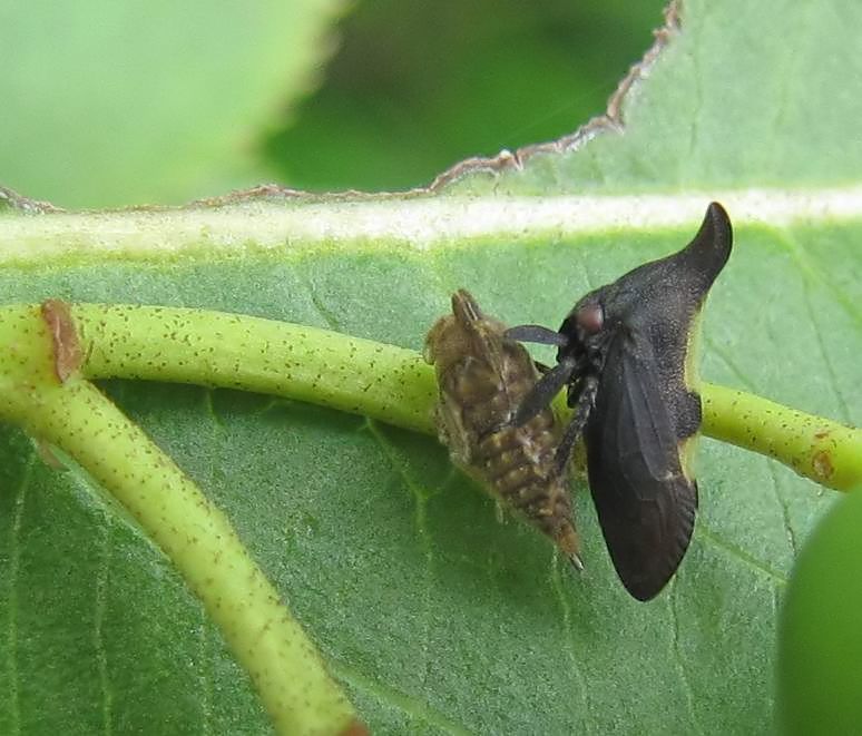 Treehopper (Enchenopa sp.) with exuviae