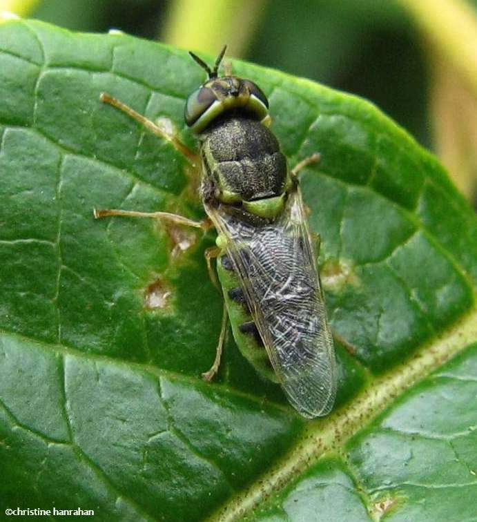 Soldier fly (Hederodiscus)