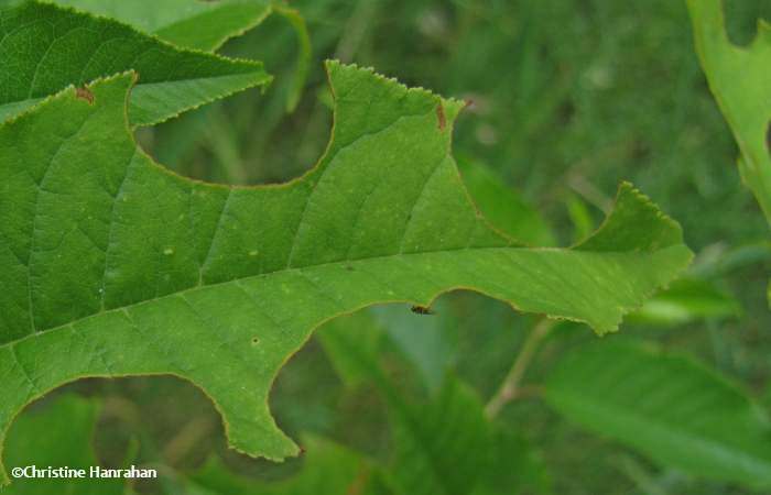 Prunus leaf with sections cut out by leaf-cutting bees