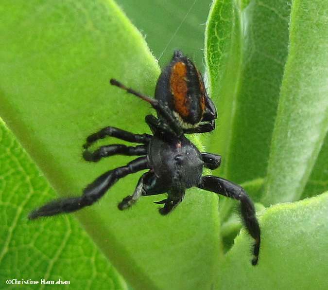 Jumping spider (Phidippus clarus), male