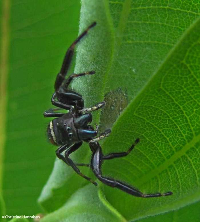 Jumping spider (Phidippus clarus), male