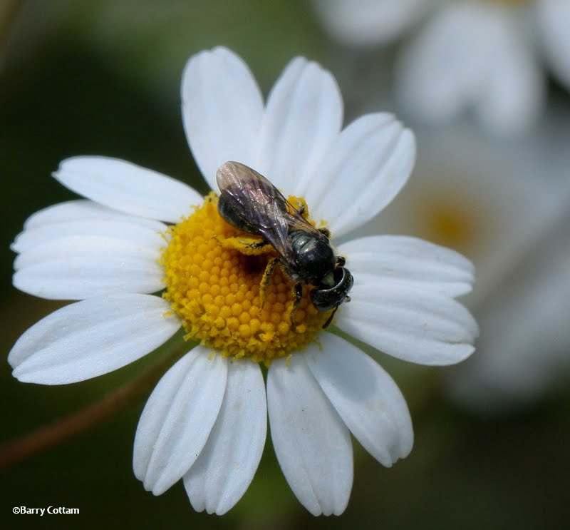 Bee on ox-eye daisy