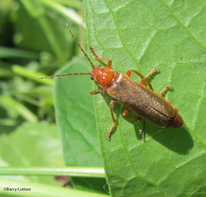 Soldier beetles (Rhagonycha sp.)