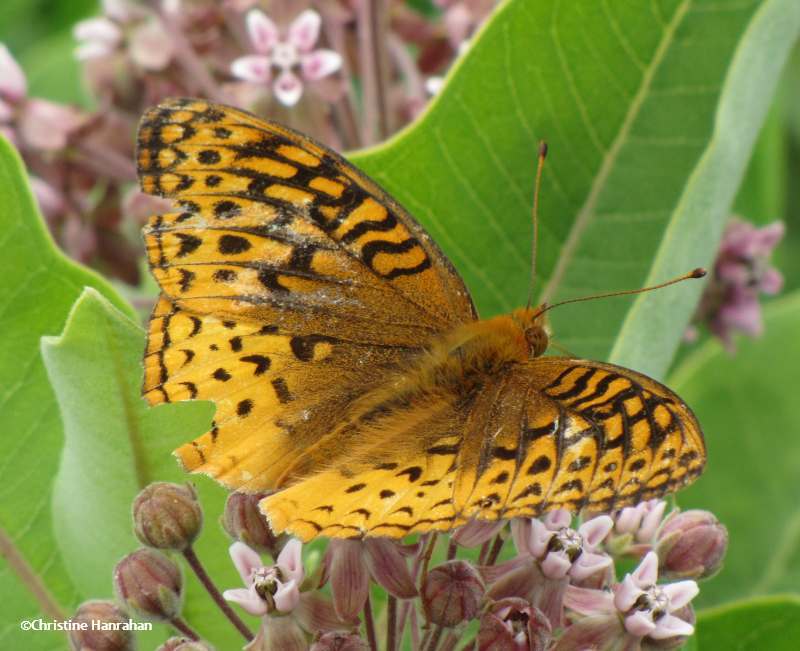 Great spangled fritillary (Speyeria cybele)