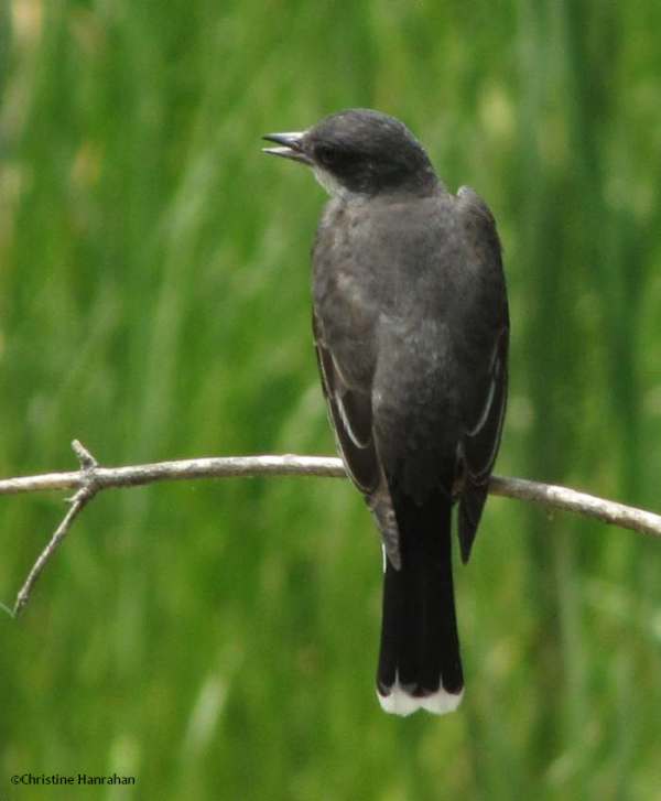 Eastern kingbird