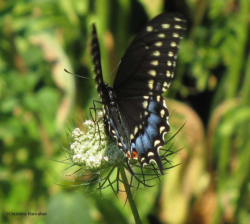Black swallowtail  (Papillio polyxenes), female