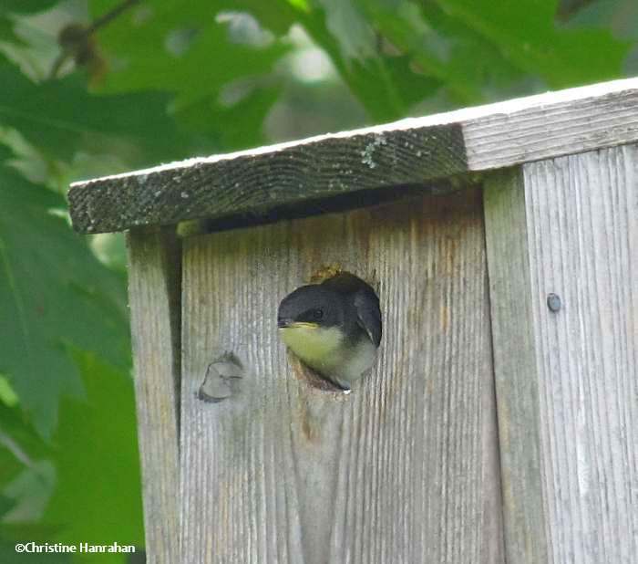 Juvenile tree swallow