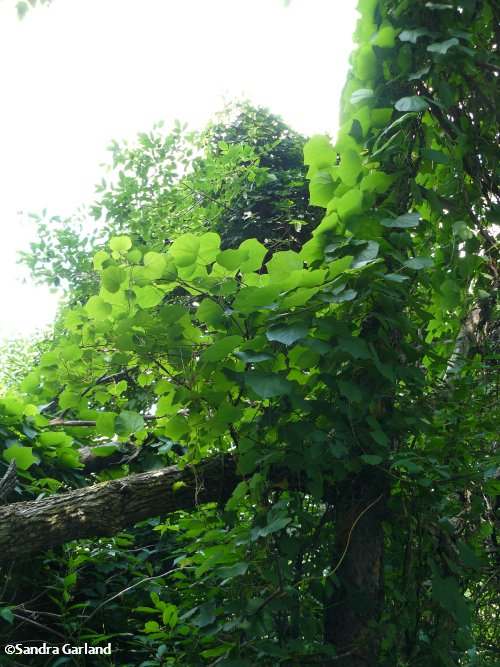 Moonseed vine  (Menispermum canadense)