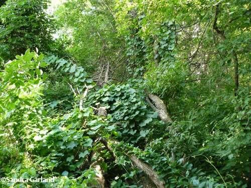 Moonseed vine  (Menispermum canadense)