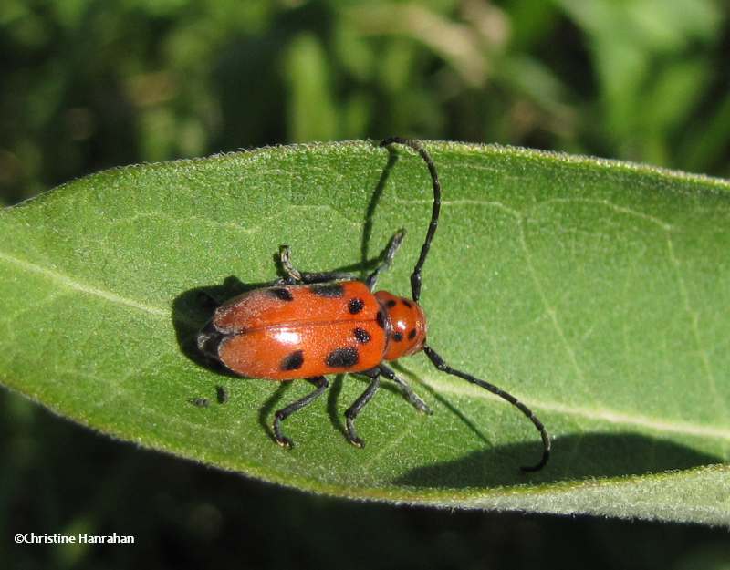Milkweed beetle (Tetraopes tetrophthalmus)