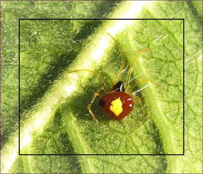 Cobweb spider (Theridula emertoni)