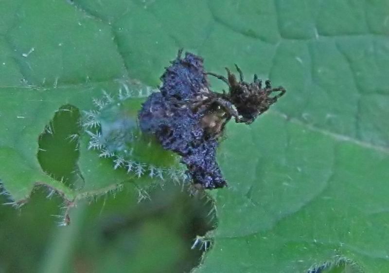 Clavate tortoise beetle (Plagiometriona clavata) larva