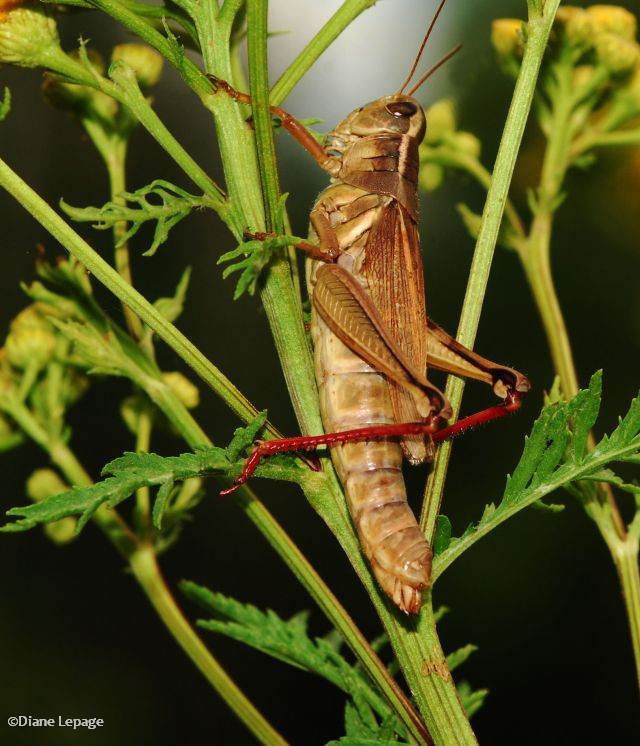 Two-striped Grasshopper (<em>Melanoplus bivittatus</em>)