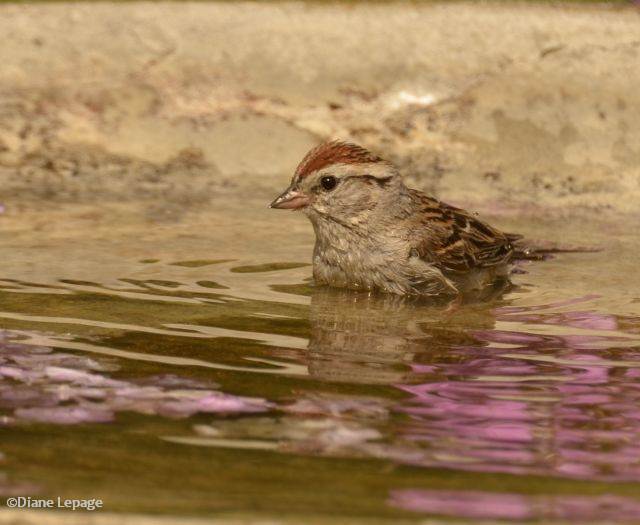 Chipping sparrow/Bruant familier, having a drink in the bird bath