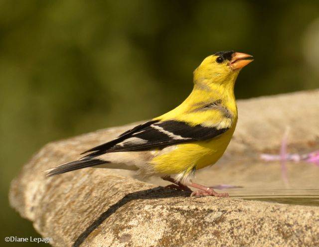 American Goldfinch /Chardonneret jaune
