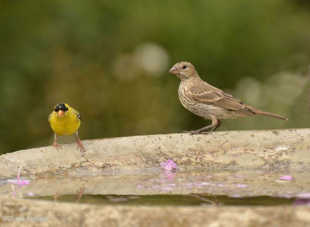 American goldfinch and female house finch on the bird bath