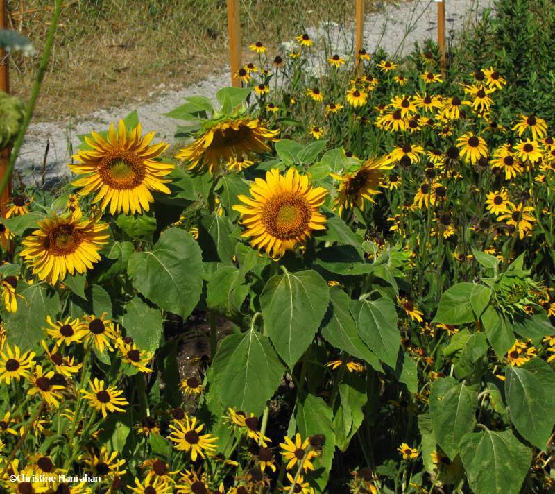 Sunflowers and rudbeckia in the Butterfly Meadow