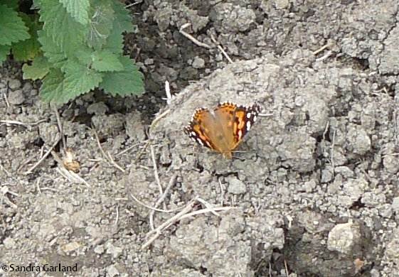 Painted lady (Vanessa cardui)