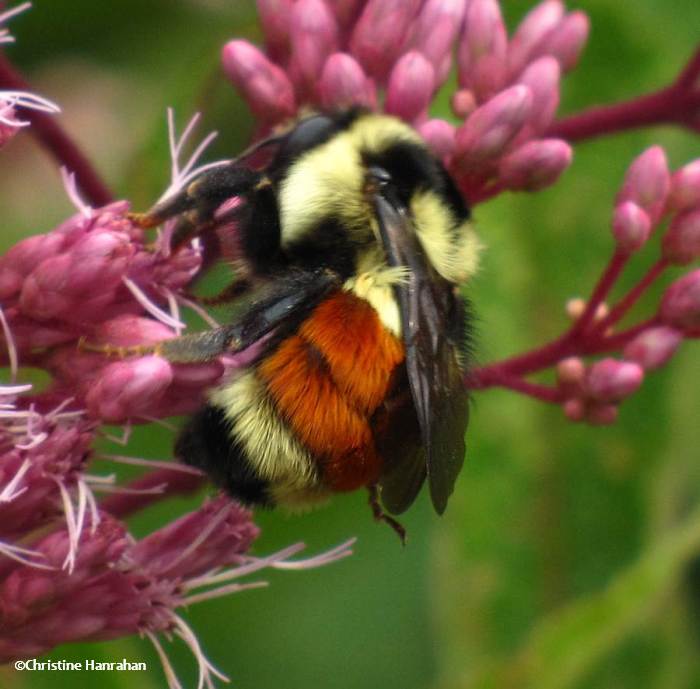 Bumble bee (Bombus ternarius) on joe-pye weed