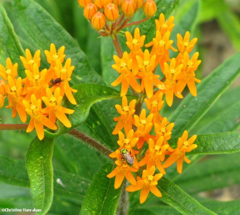 Butterfly weed (Asclepias tuberosa)