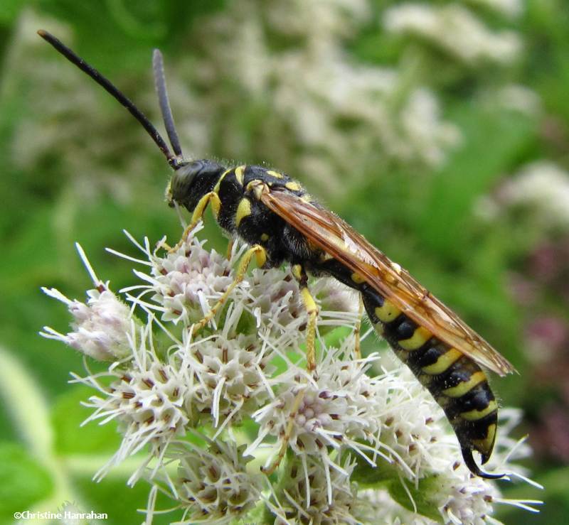 Typhiid wasp (Myzinum quinquecinctum), male