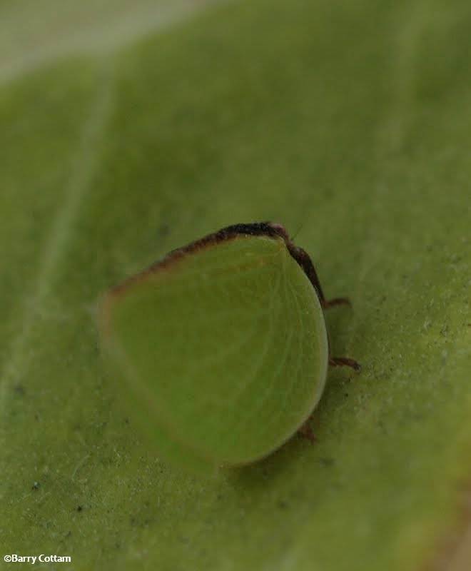 Planthopper (Acanalonia bivittata)
